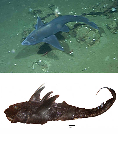 ghost-shark-new-species Hydrolagus melanophasma